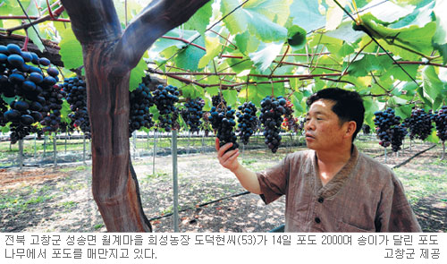포도나무아래 이미지